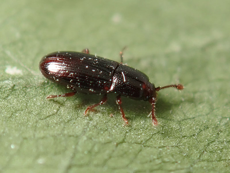 Tenebrionidae ??  No, Cerylonidae: Cerylon histeroides